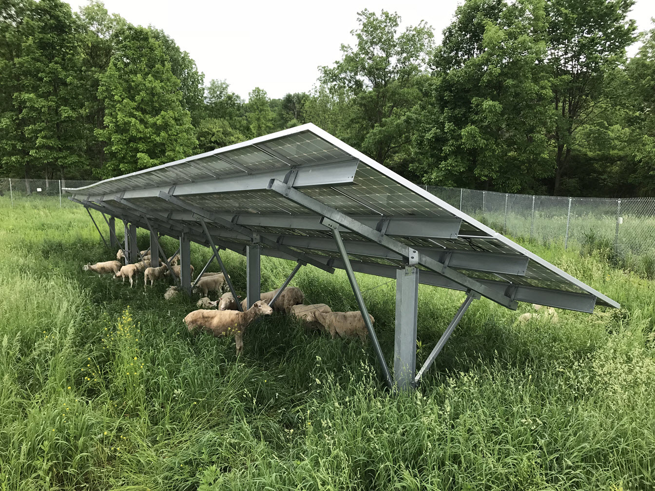 Solar grazing