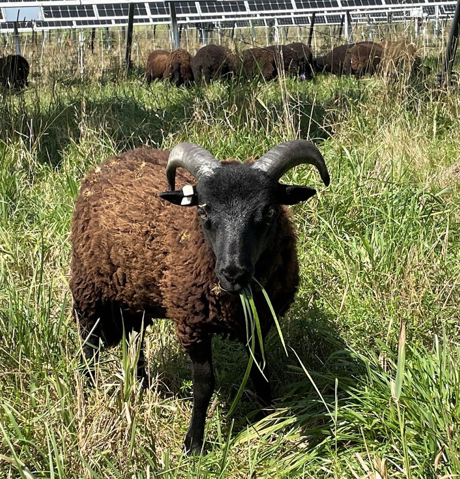 Black Welsh Mountain Sheep