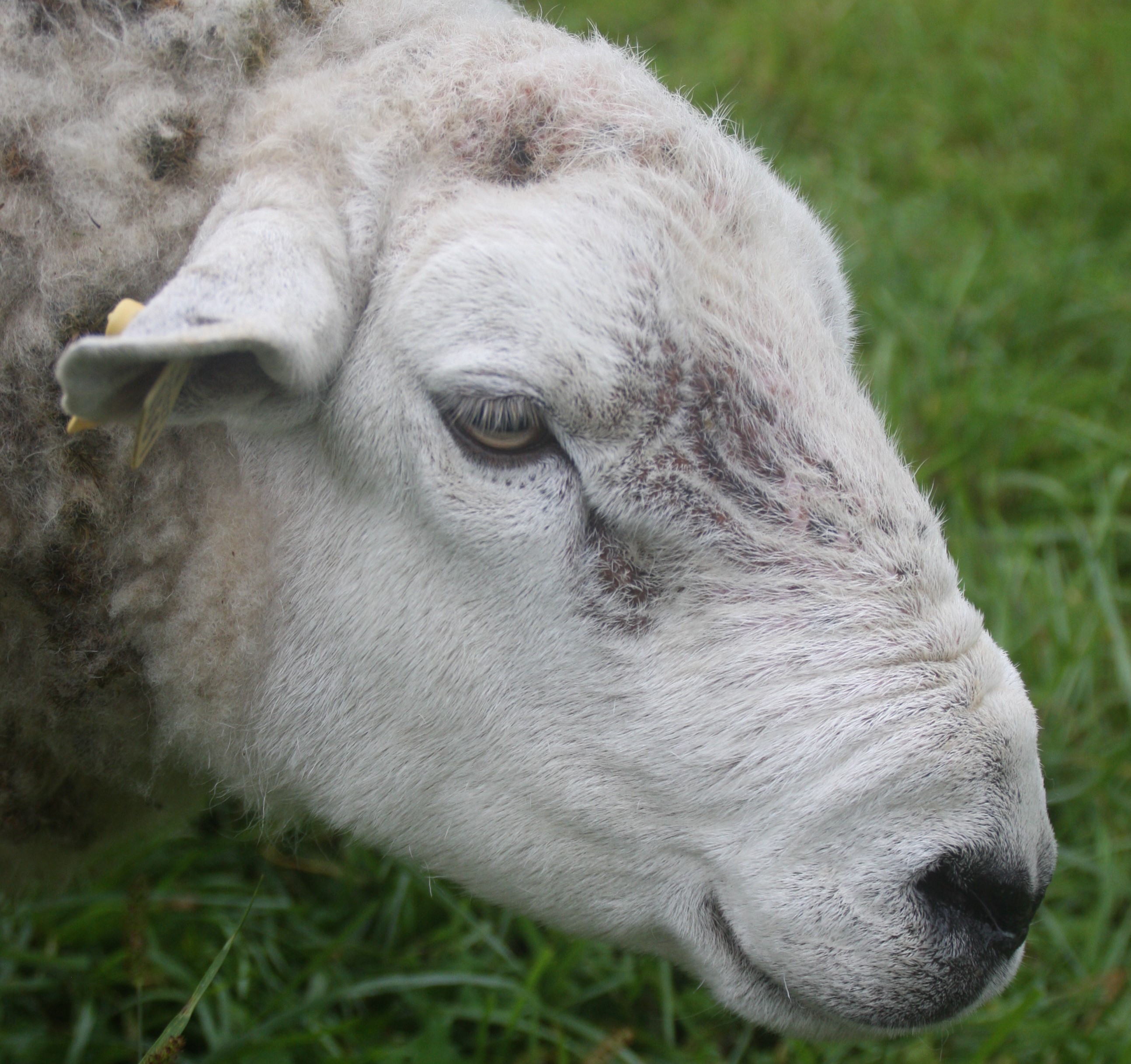 Texel Sheep